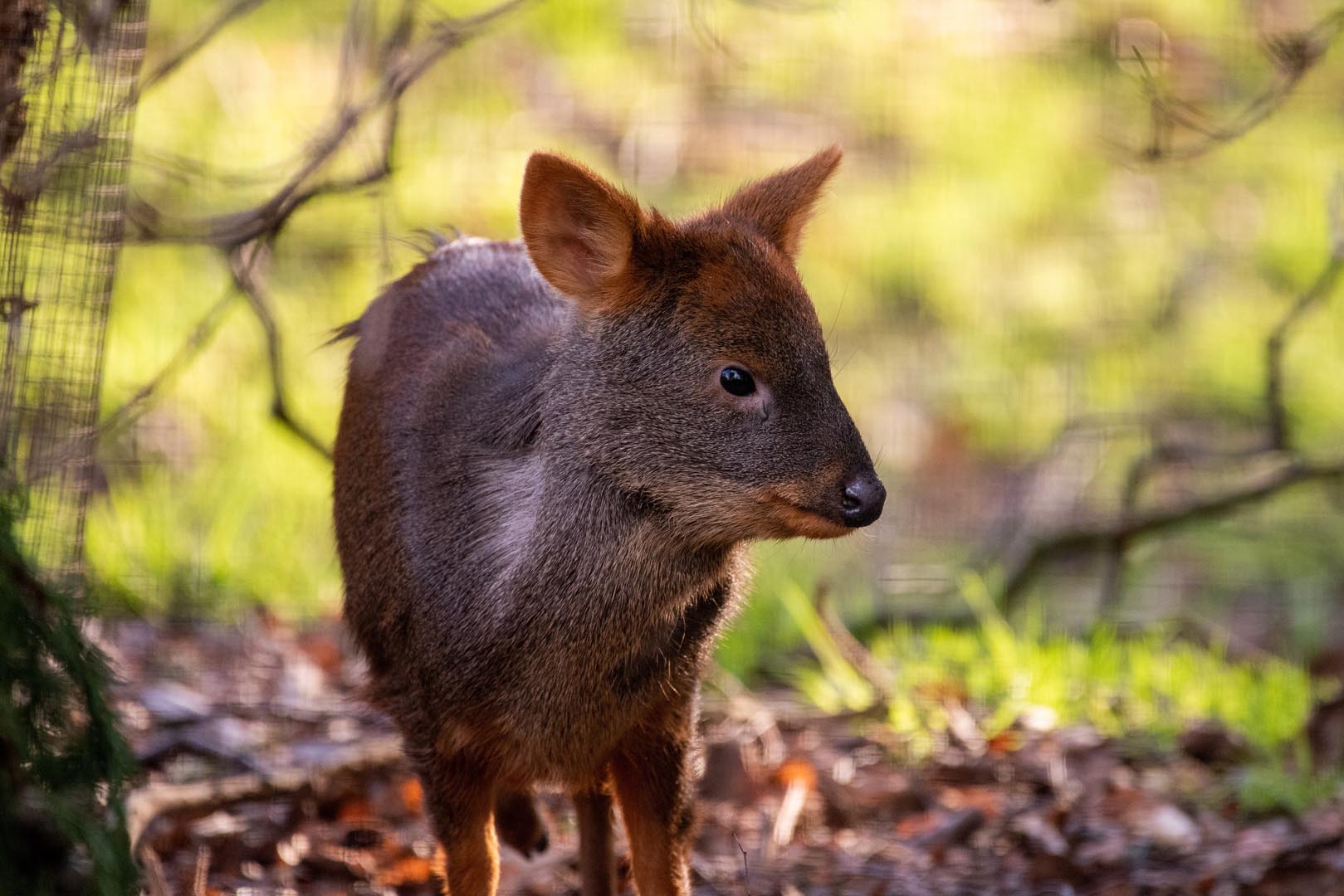 Southern pudu Violetta outside in autumn colours looking to the right IMAGE: Amy Middleton (2023)